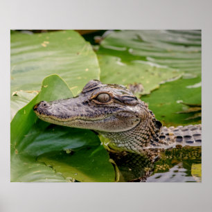 20x16 Young Alligator Poster