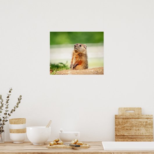 20x16 Young Groundhog Poster (Keuken)