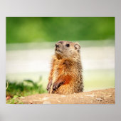 20x16 Young Groundhog Poster (Voorkant)