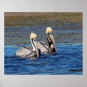20x16Paar van Pelicans Poster