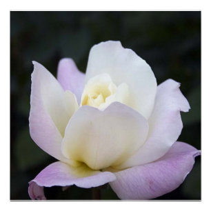 20x20 poster perfect poster