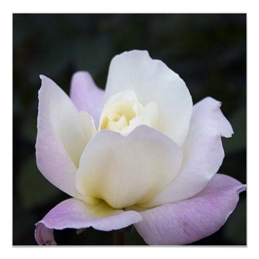 20x20 poster perfect poster (Voorkant)