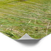 20x24 Poster Paper (Matte) de grizzlis (Coin)