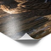 2318-Vrouw wilde eenden Foto Afdruk (Hoek)