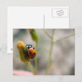 24102385 BRIEFKAART (Voorkant / Achterkant)