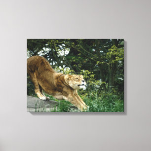 24114343 CANVAS AFDRUK
