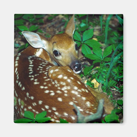 24114390 MAGNEET (Voorkant)