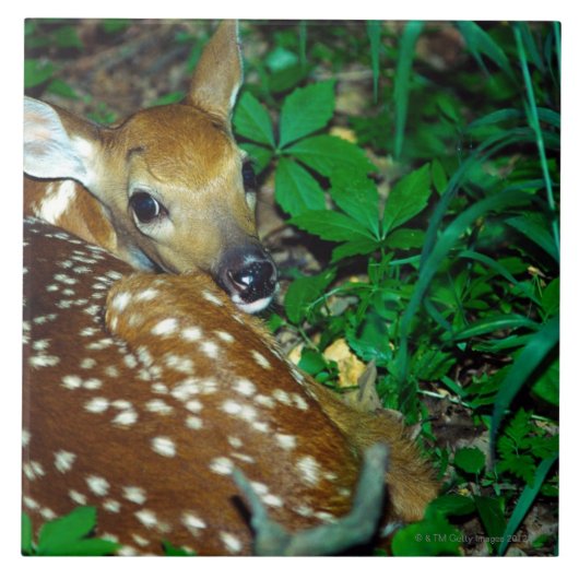 24114390 TEGELTJE (Voorkant)