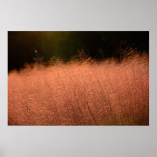 24×16 Roze Muhly Jeju-do Zuid-Korea Foto Afdruk Poster
