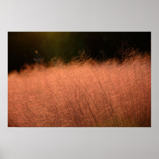 24×16 Roze Muhly Jeju-do Zuid-Korea Foto Afdruk Poster