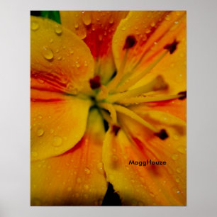 24 x 24 inch, Value-Poster papier (Matte) Poster