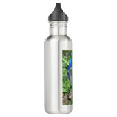 24oz Roestvrij staal flesje Peacock Water Waterfles (Links)