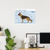 24x18 Canine-anatomie Poster (Thuiskantoor)
