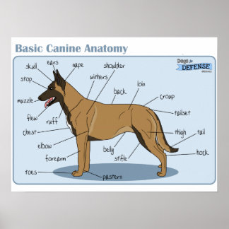 24x18 Canine-anatomie Poster