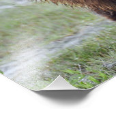 24x18 Satin photo de grizzli (Coin)