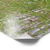 24x18 Satin photo d'orignal (Coin)