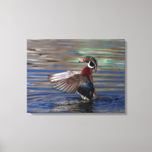 24x18 Wing Flapping Wood Duck Canvas Afdruk