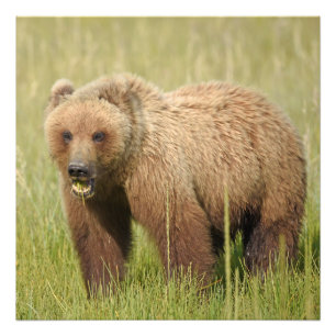 24x24 Satin foto van grizzly beer Afdruk