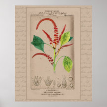 24x30 Franse botanische illustratie Amaranthus