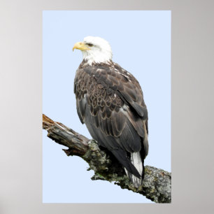24x36 Poster Paper (Matte) d'aigle