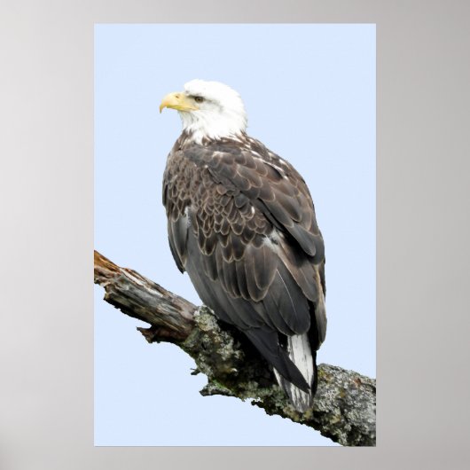 24x36 Poster Paper (Matte) d'aigle (Devant)