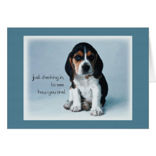 2769 Archivage des chiots