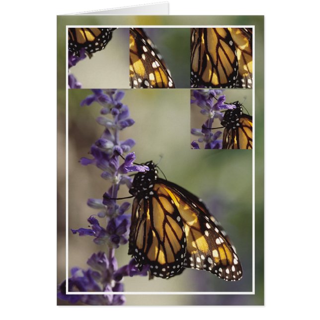 2812 Butterfly Montage (Voorkant)