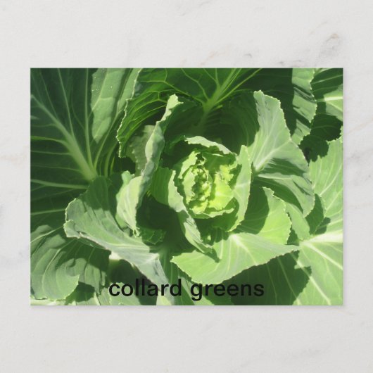 28 feb . 193 , colard greens briefkaart (Voorkant)