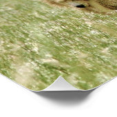 28x14 Poster brillant d'ours grizzli & petits (Coin)