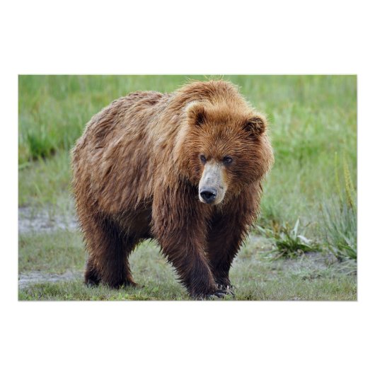 28x18.67 Glanzend Poster van grizzly beer Perfect Poster (Voorkant)