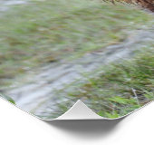 28x18.67 Poster glacé d'ours grizzli (Coin)