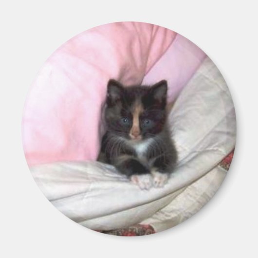 29154_Muffin-the-Cat_620 Magneet (Voorkant)