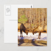 2~ 2 Bull Elk in de sneeuw Briefkaart (Voorkant / Achterkant)