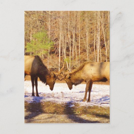 2~ 2 Bull Elk in de sneeuw Briefkaart (Voorkant)