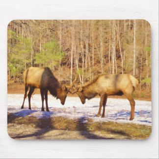 2~ 2 Bull Elk in de sneeuw Muismat