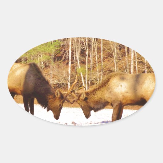 2~ 2 Bull Elk in de sneeuw Ovale Sticker (Voorkant)