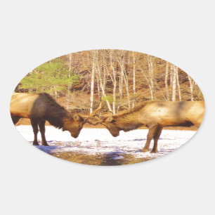 2~ 2 Bull Elk in de sneeuw Ovale Sticker