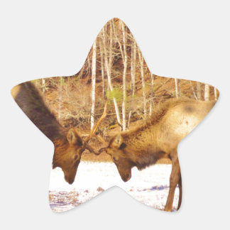 2~ 2 Bull Elk in de sneeuw Ster Sticker