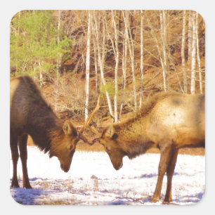 2~ 2 Bull Elk in de sneeuw Vierkante Sticker