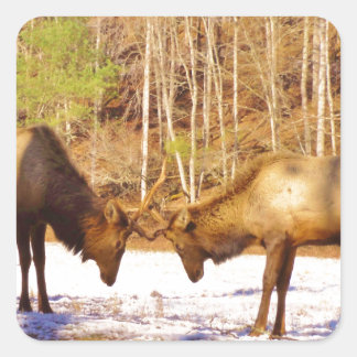 2~ 2 Bull Elk in de sneeuw Vierkante Sticker