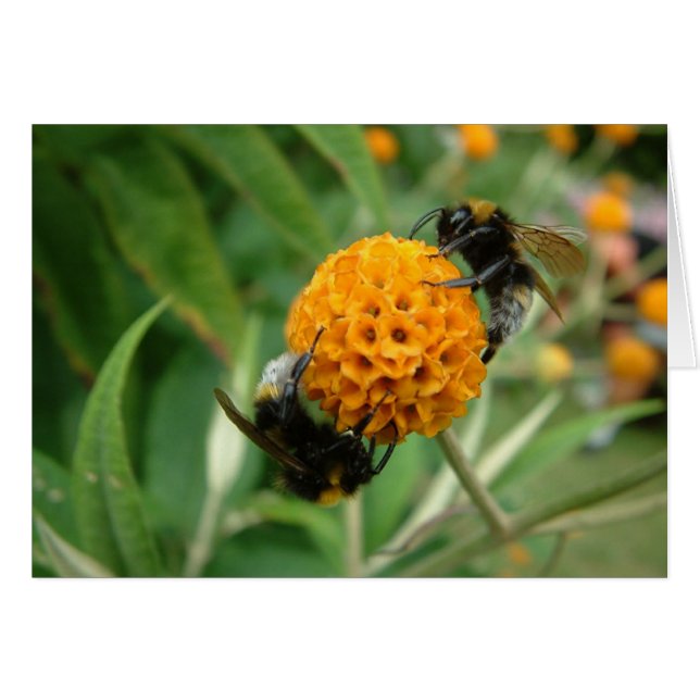 2 abeille ou pas 2 abeille (Devant horizontal)