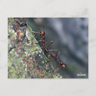 2 ants briefkaart