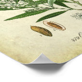 2 Botanische illustratie Poster (Hoek)