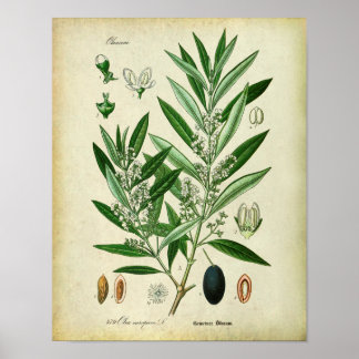 2 Botanische illustratie Poster