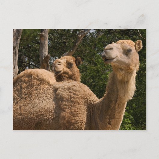 2 Briefkaart kamelen (Voorkant)