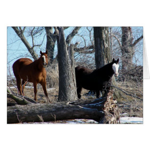 2 chevaux