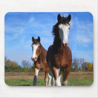 2 Clydesdales mousepad Muismat