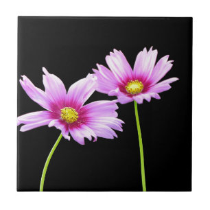 2 Cosmos Tegeltje