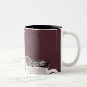 2 Couleurs Chaton dans la tasse et soucoupe