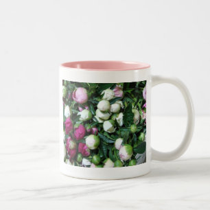 2 Couleurs La pivoine rose et blanche bourgeonne la tasse